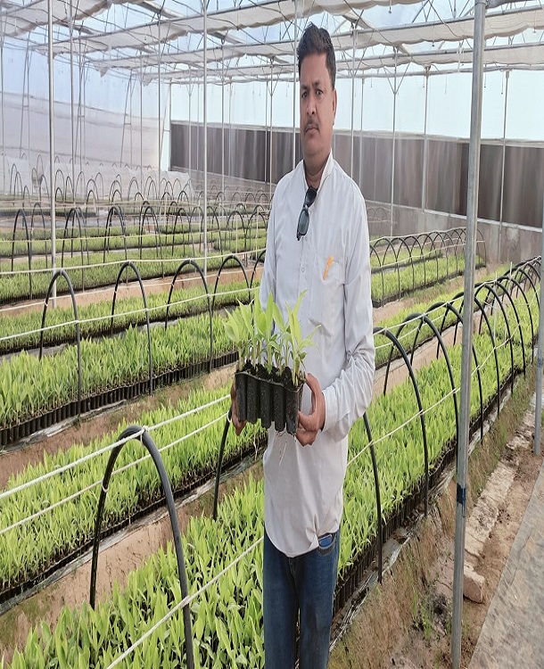 Insect Proof Hardening